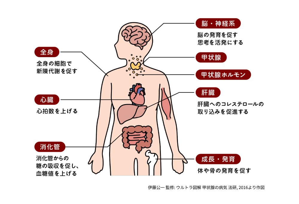 図:甲状腺ホルモンの働き