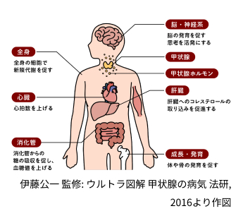 図:甲状腺ホルモンの働き